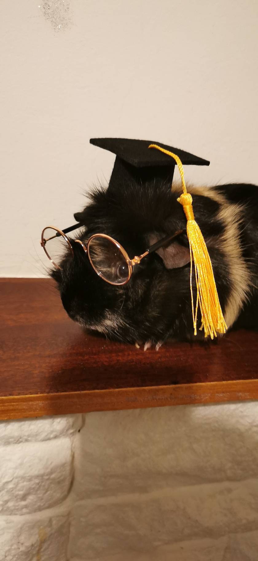 Graduation Small Animal Hat glasses Guinea Pig Outfit Rabbit Hamster Rat Festival Costume Cap Cat Baby Dog Cat Bunny