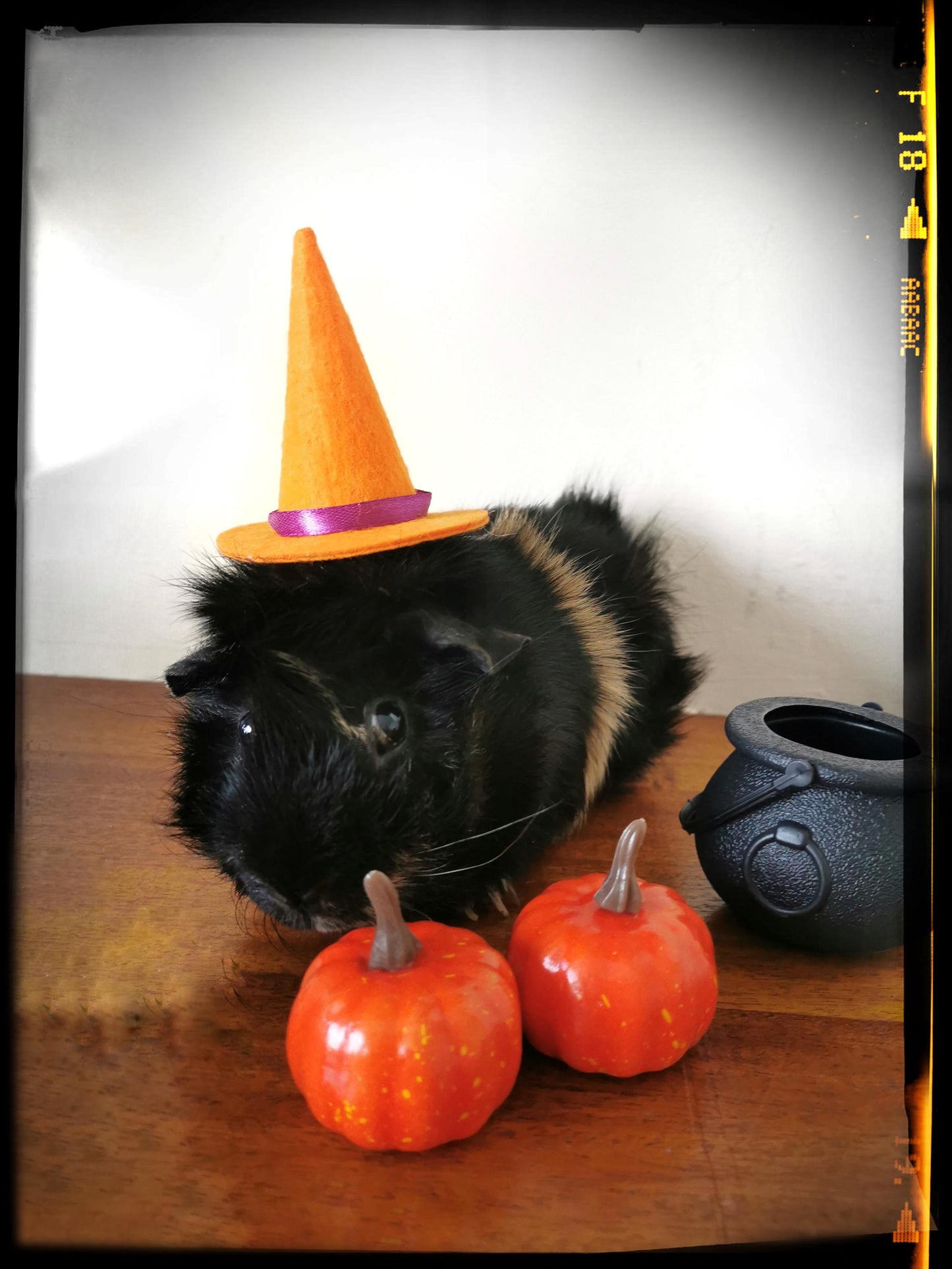 Guinea Pig Halloween costume hat and broom