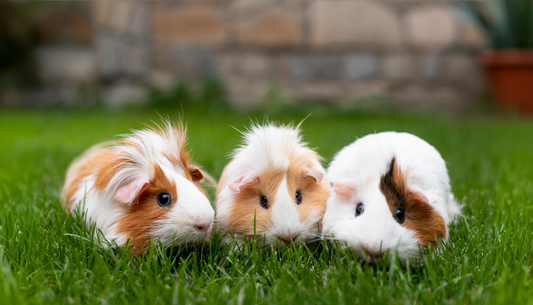 Guinea Pigs Statistics