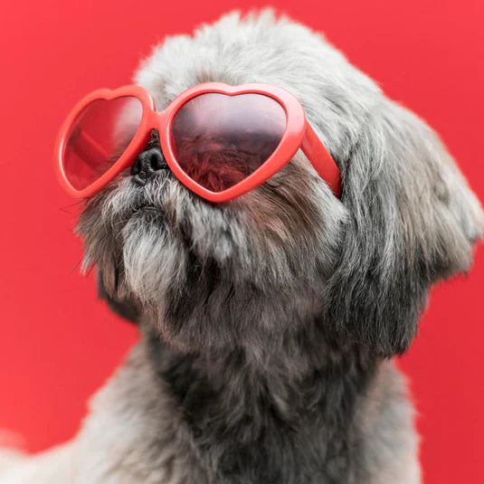 Pet's Accessories