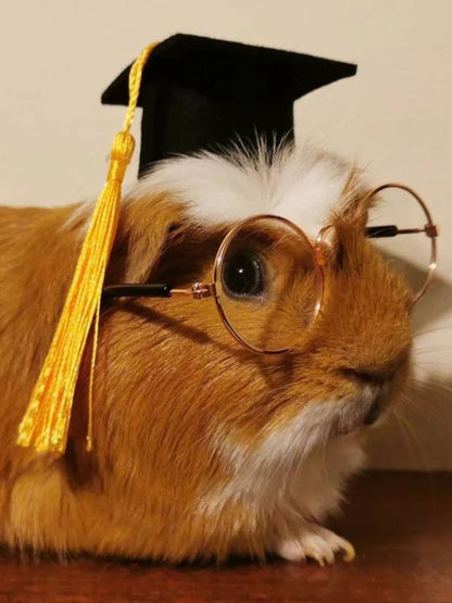 Graduation Small Animal Hat glasses Guinea Pig Outfit Rabbit Hamster Rat Festival Costume Cap Cat Baby Dog Cat Bunny