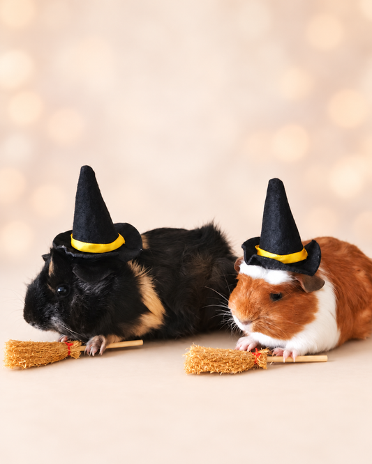 Guinea Pig Halloween costume hat and broom