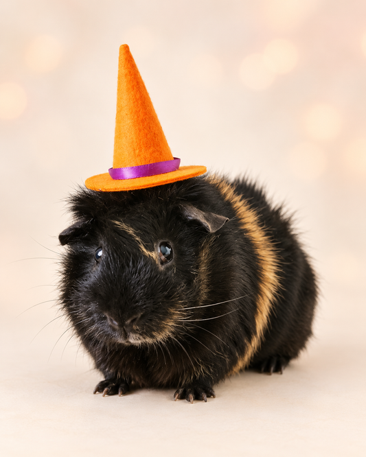 Small Pet Kitten Halloween Costume Hat and Cauldron