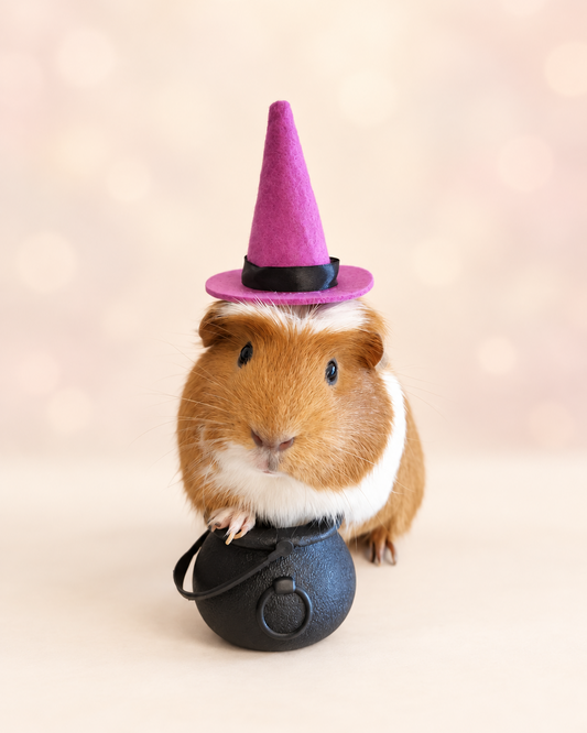 Halloween costume hat broom or Cauldron small pet cat Guinea pig small dog rabbit hedgehog