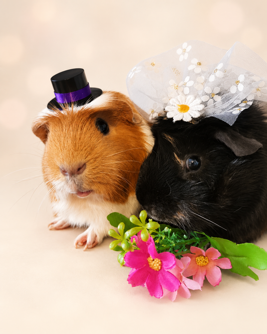 Guinea pig wedding costume small pet bride groom