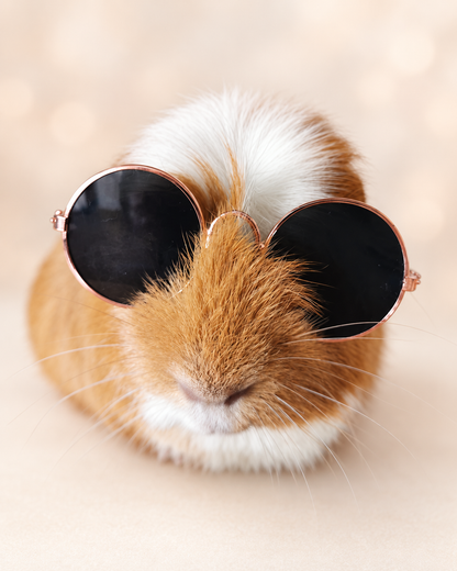 Pet Glasses Guinea Pig Cat Rabbit Animal Small Dog Smart Glasses