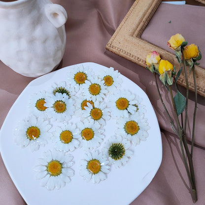 Real Big Flowers Daisy Earrings Resin