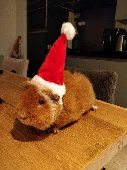 Christmas Small Animal Hat Guinea pig Santa Hat Santa Claus Hat Rabbit Hamster Guinea Pig Rats Festival Costume Christmas Cap Kitten