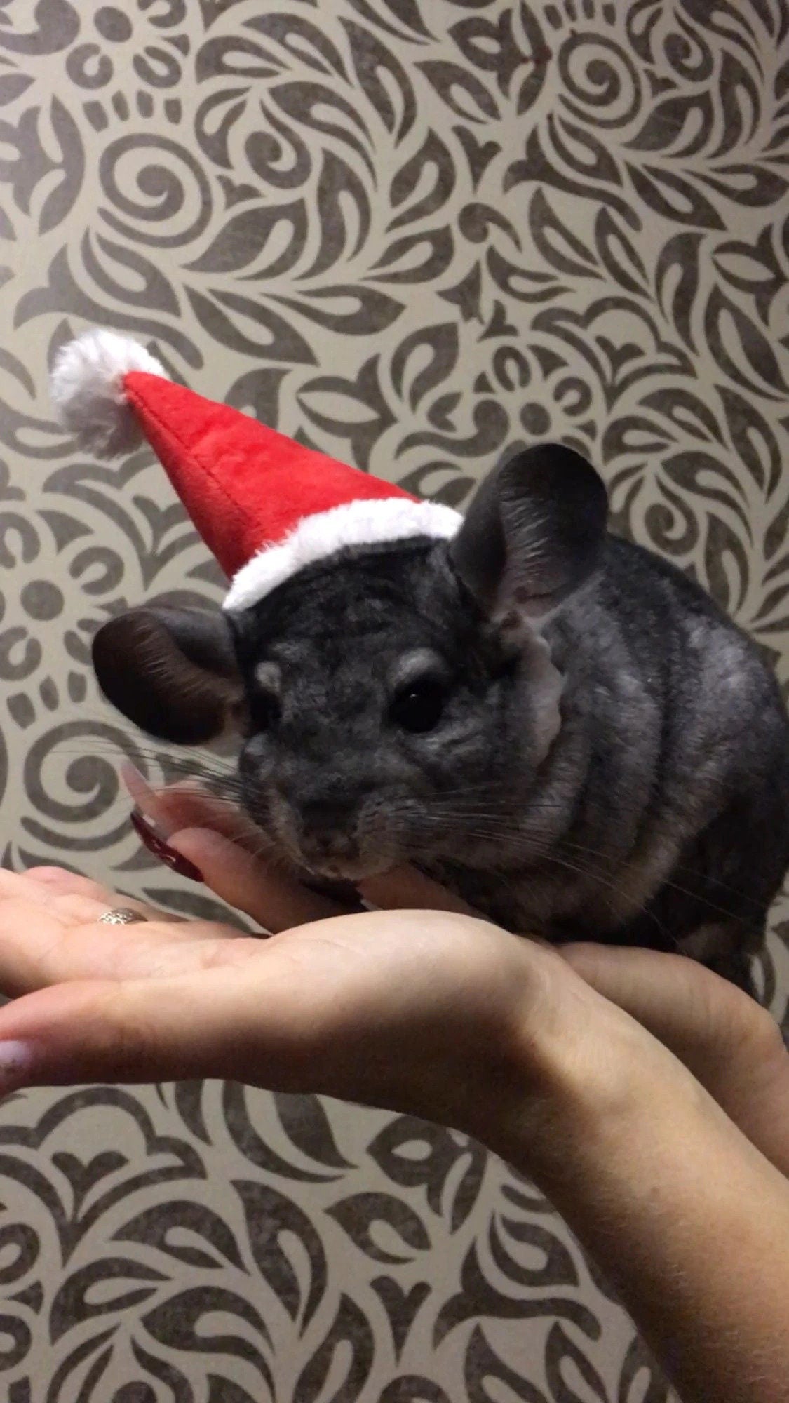 Christmas Small Animal Hat Guinea pig Santa Hat Santa Claus Hat Rabbit Hamster Guinea Pig Rats Festival Costume Christmas Cap Kitten
