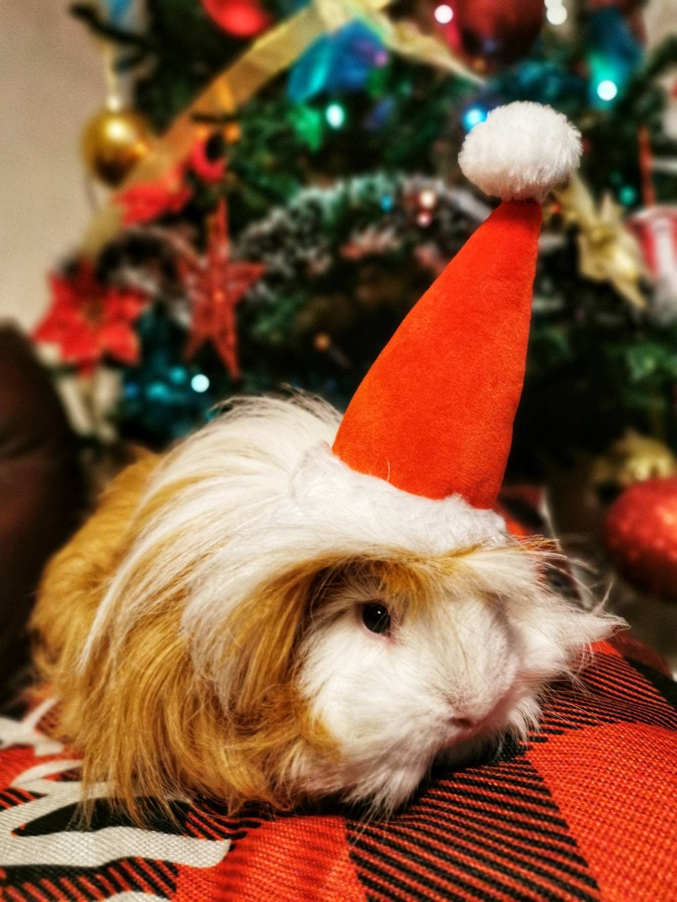 Christmas Small Animal Hat Guinea pig Santa Hat Santa Claus Hat Rabbit Hamster Guinea Pig Rats Festival Costume Christmas Cap Kitten
