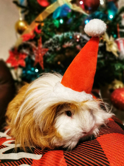 Christmas Small Animal Hat Guinea pig Santa Hat Santa Claus Hat Rabbit Hamster Guinea Pig Rats Festival Costume Christmas Cap Kitten