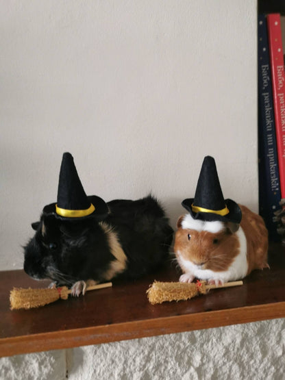 Guinea Pig Halloween costume hat and broom