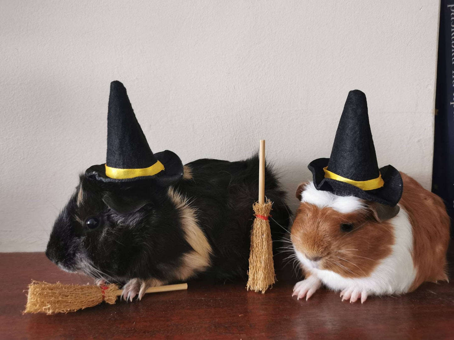 Guinea Pig Halloween costume hat and broom