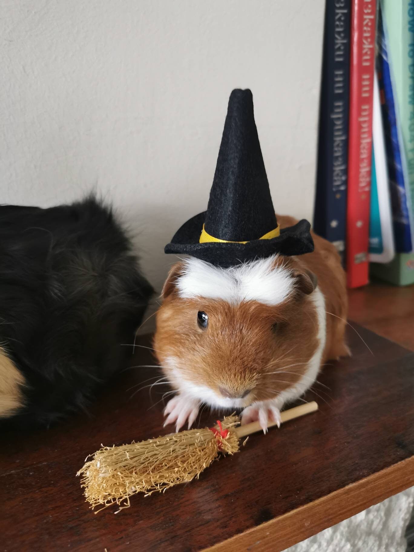 Guinea Pig Halloween costume hat and broom