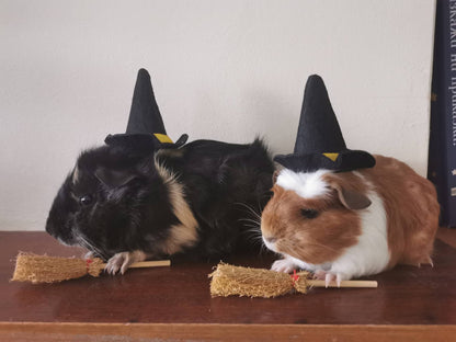 Guinea Pig Halloween costume hat and broom