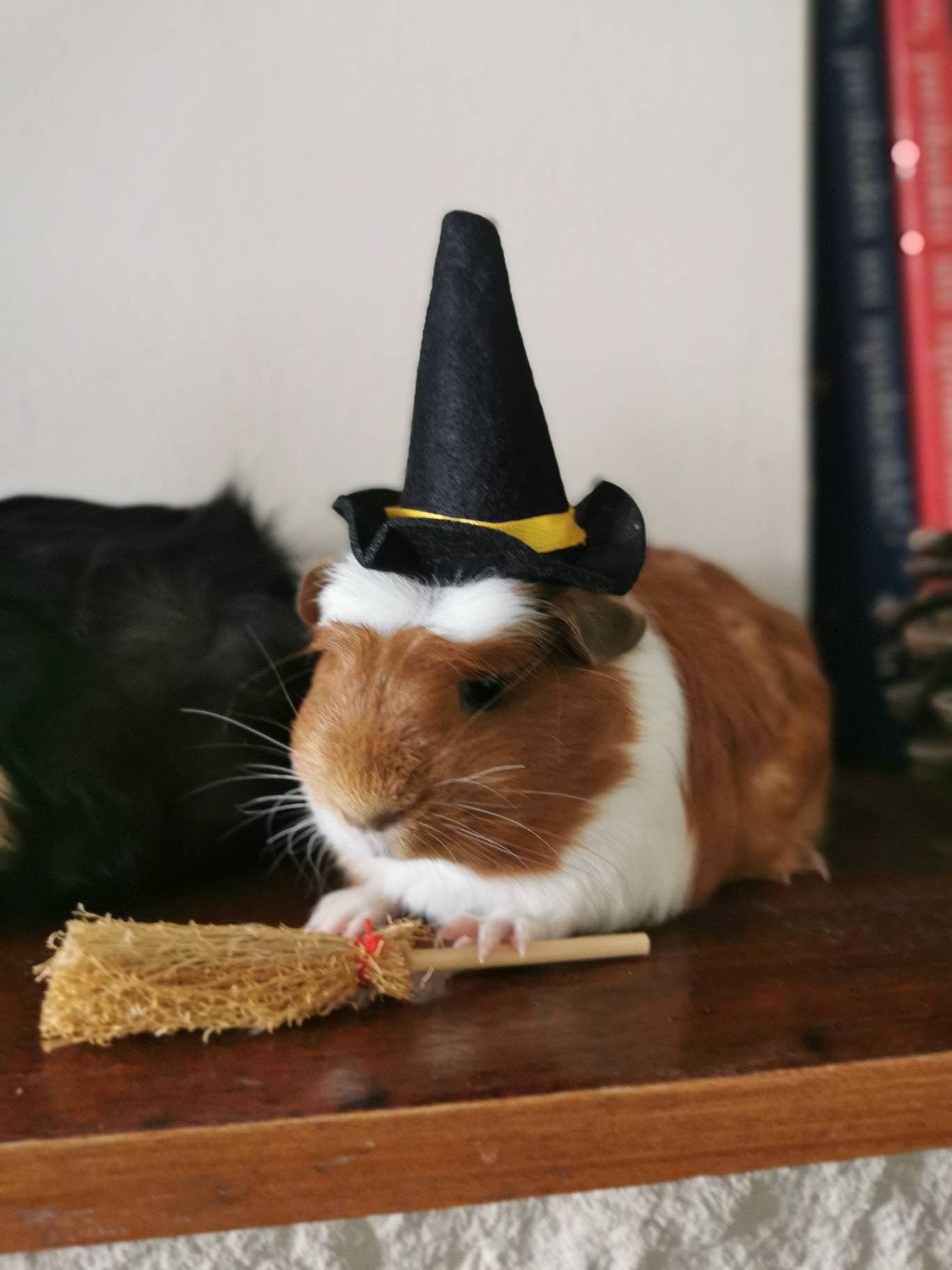 Guinea Pig Halloween costume hat and broom