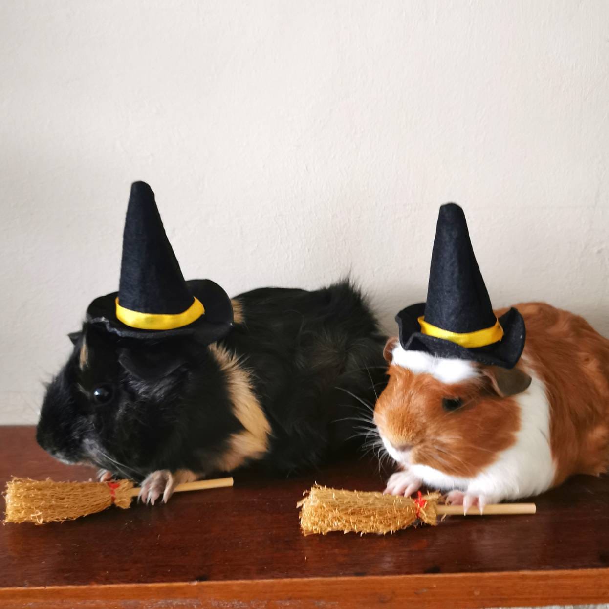 Guinea Pig Halloween costume hat and broom