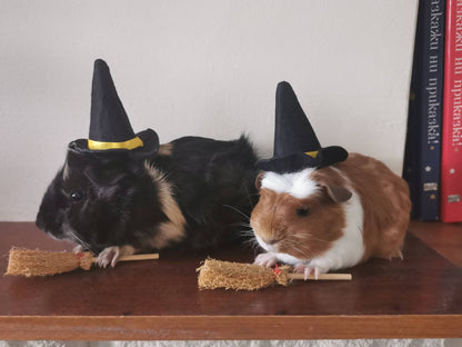 Guinea Pig Halloween costume hat and broom