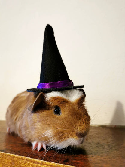 Guinea Pig Halloween costume hat and broom