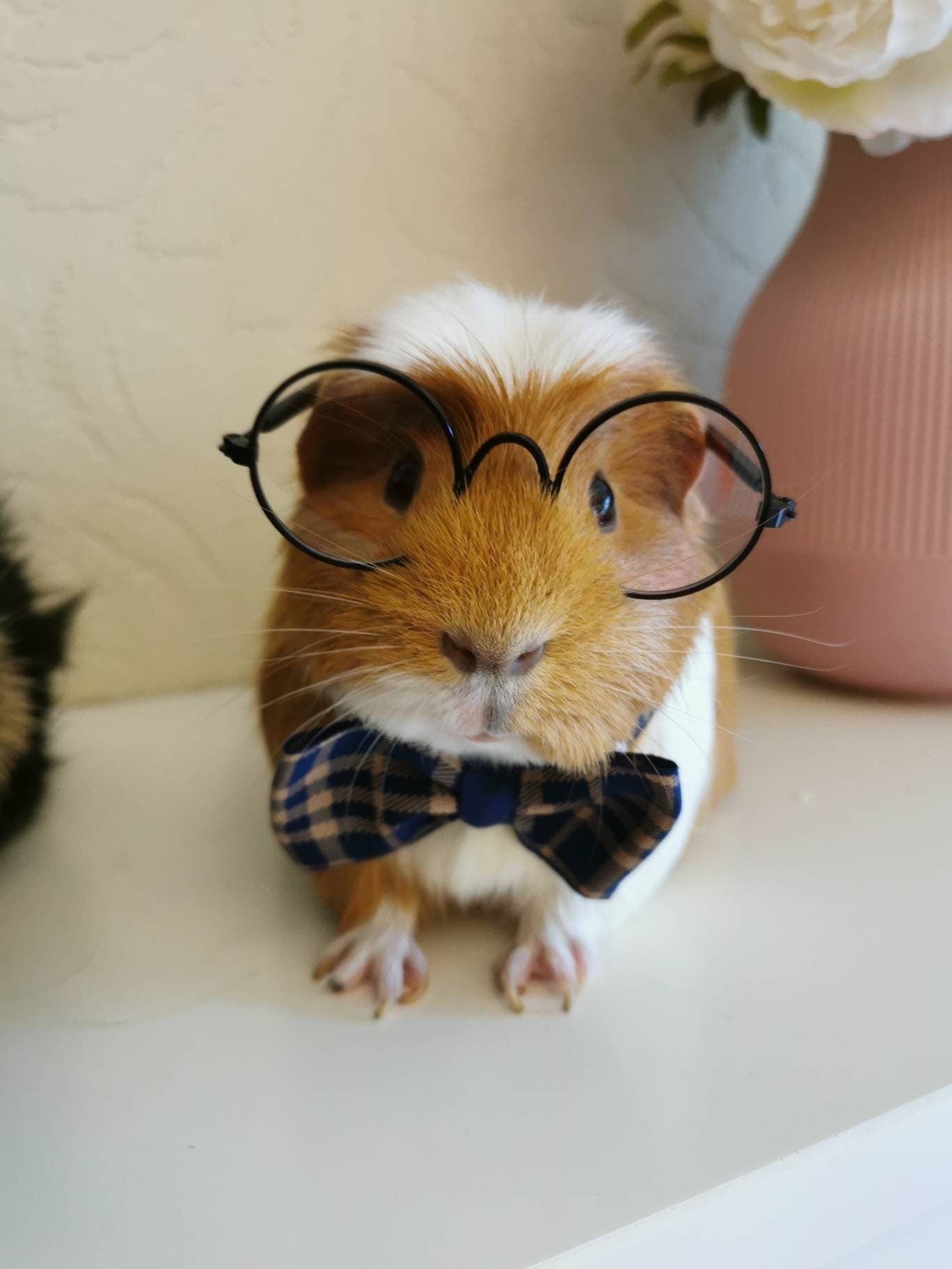 Stylish Cat Kitten Guinea Pig Collar Bowtie Fashion Bow Tie Pet Outfit Small Dog Puppy