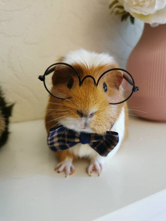 Stylish Cat Kitten Guinea Pig Collar Bowtie Fashion Bow Tie Pet Outfit Small Dog Puppy