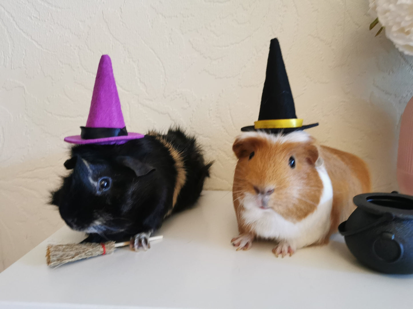 Halloween costume hat broom or Cauldron small pet cat Guinea pig small dog rabbit hedgehog
