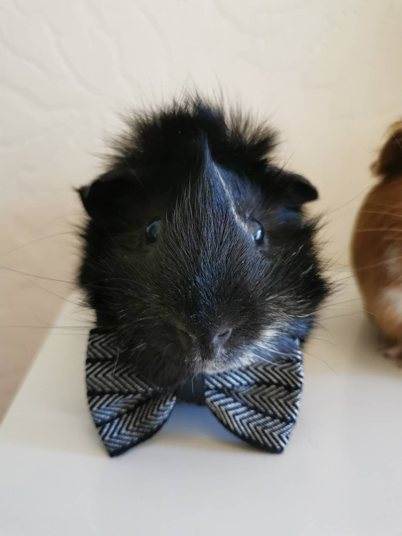 Stylish Cat Kitten Guinea Pig Collar Bowtie Fashion Bow Tie Pet Outfit Small Dog Puppy