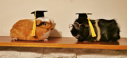 Graduation Small Animal Hat glasses Guinea Pig Outfit Rabbit Hamster Rat Festival Costume Cap Cat Baby Dog Cat Bunny
