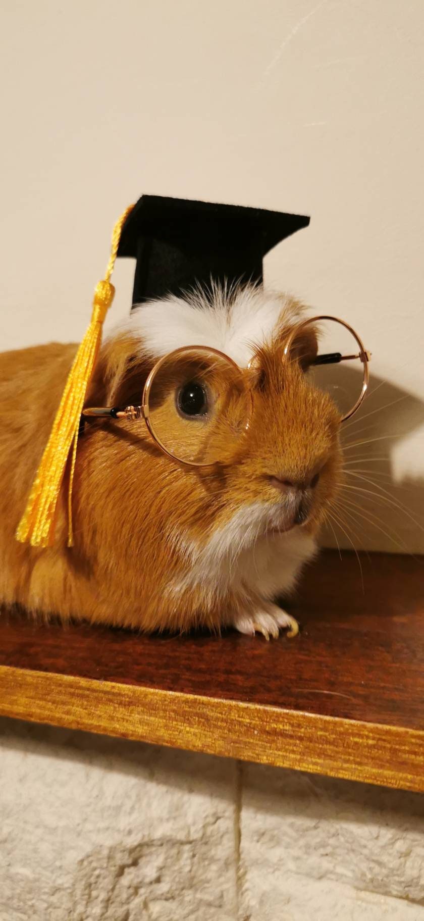 Graduation Small Animal Hat glasses Guinea Pig Outfit Rabbit Hamster Rat Festival Costume Cap Cat Baby Dog Cat Bunny