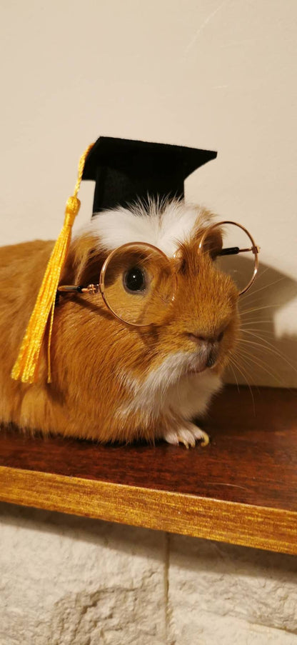 Graduation Small Animal Hat glasses Guinea Pig Outfit Rabbit Hamster Rat Festival Costume Cap Cat Baby Dog Cat Bunny