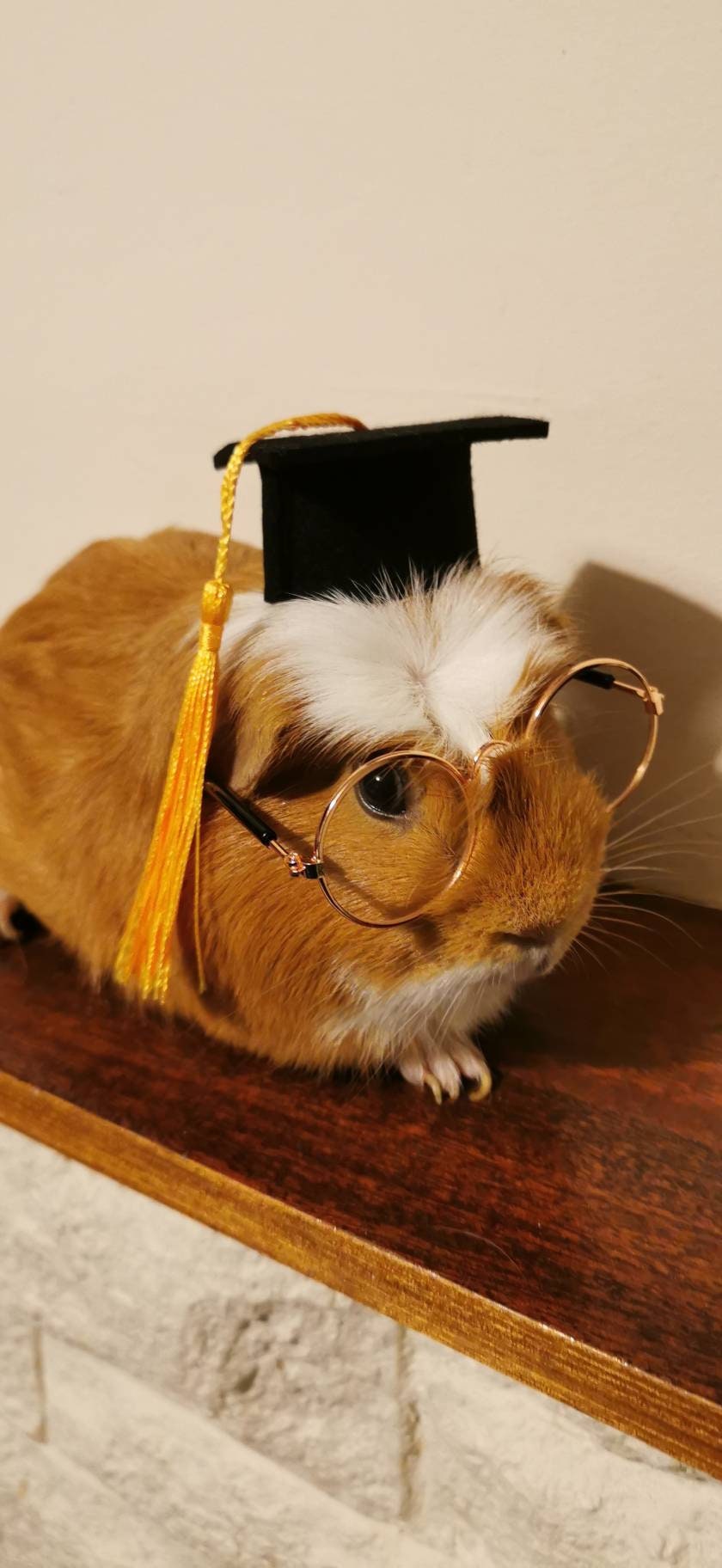 Graduation Small Animal Hat glasses Guinea Pig Outfit Rabbit Hamster Rat Festival Costume Cap Cat Baby Dog Cat Bunny