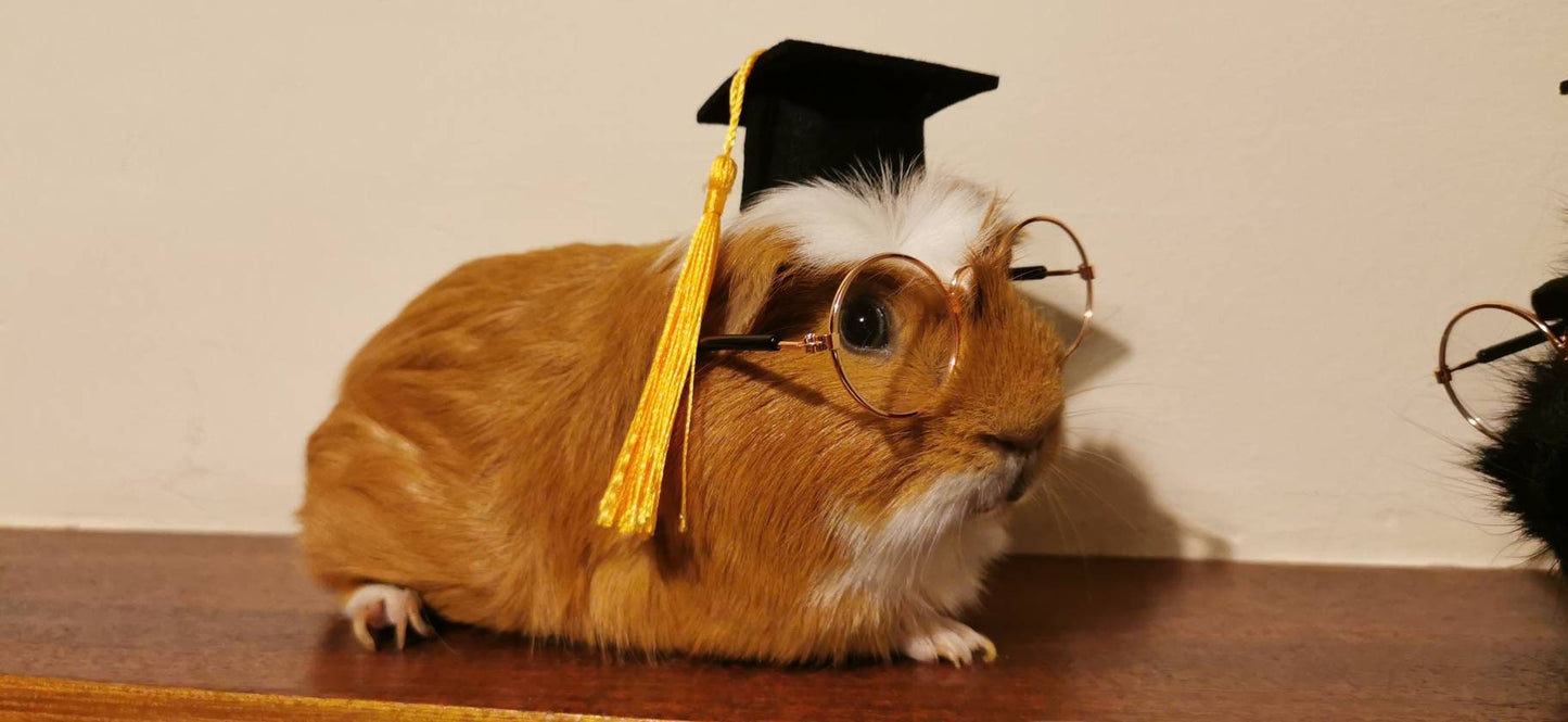Graduation Small Animal Hat glasses Guinea Pig Outfit Rabbit Hamster Rat Festival Costume Cap Cat Baby Dog Cat Bunny