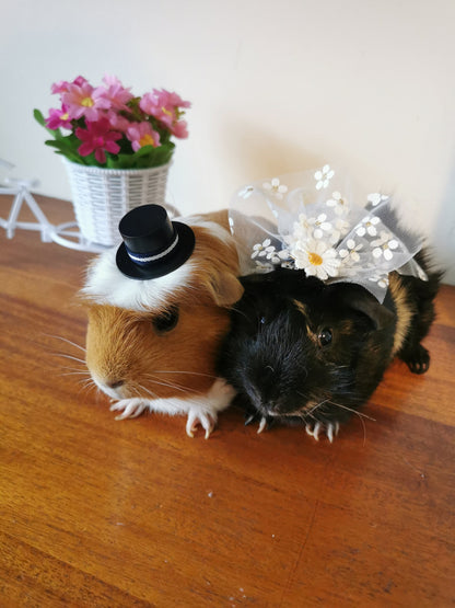 Guinea pig wedding costume small pet bride groom