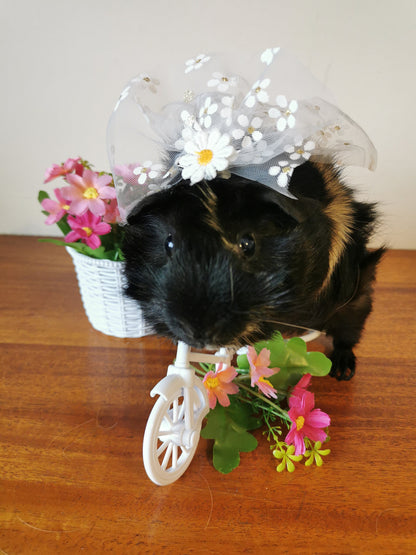 Guinea pig wedding costume small pet bride groom