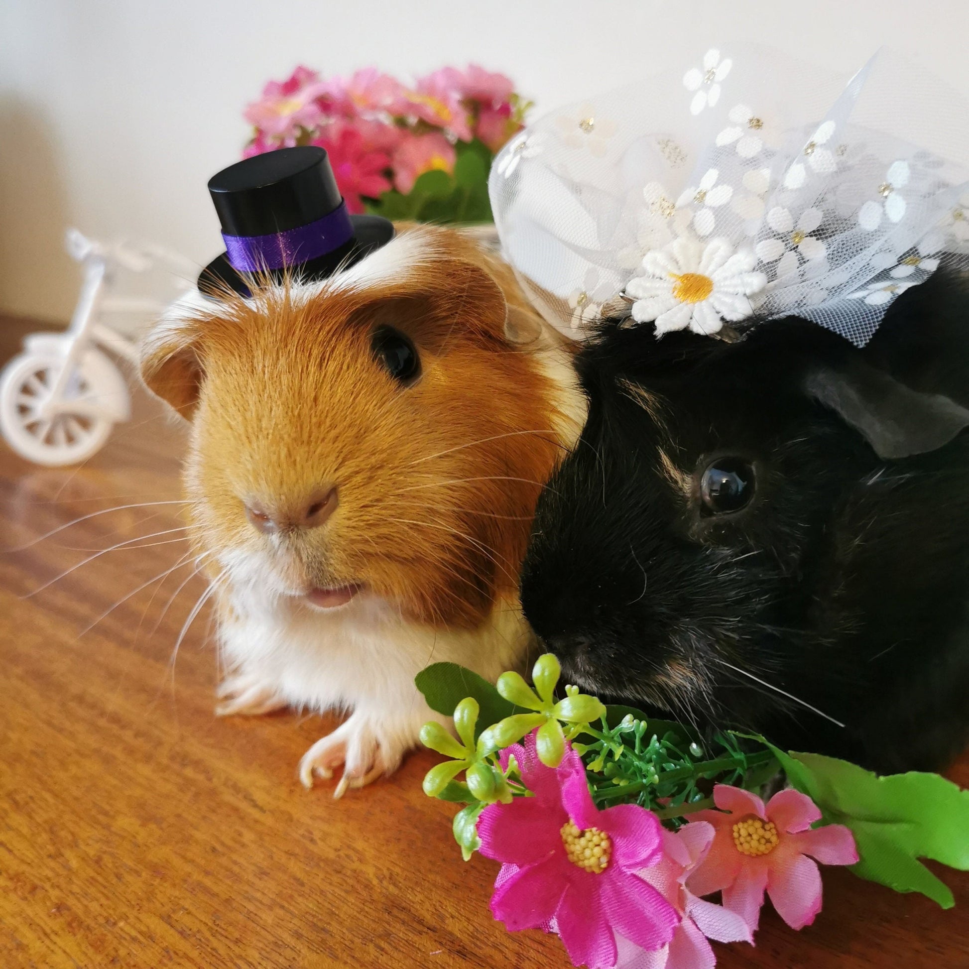 Guinea pig wedding costume small pet bride groom