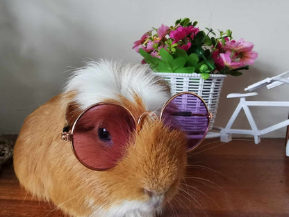 Pet Glasses Guinea Pig Cat Rabbit Animal Small Dog Smart Glasses