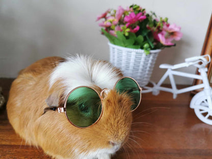 Pet Glasses Guinea Pig Cat Rabbit Animal Small Dog Smart Glasses