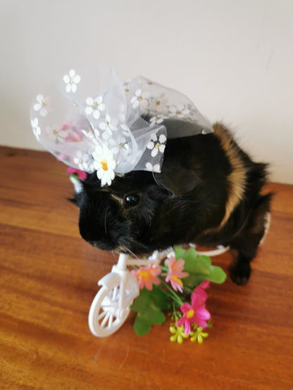 Guinea pig wedding costume small pet bride groom