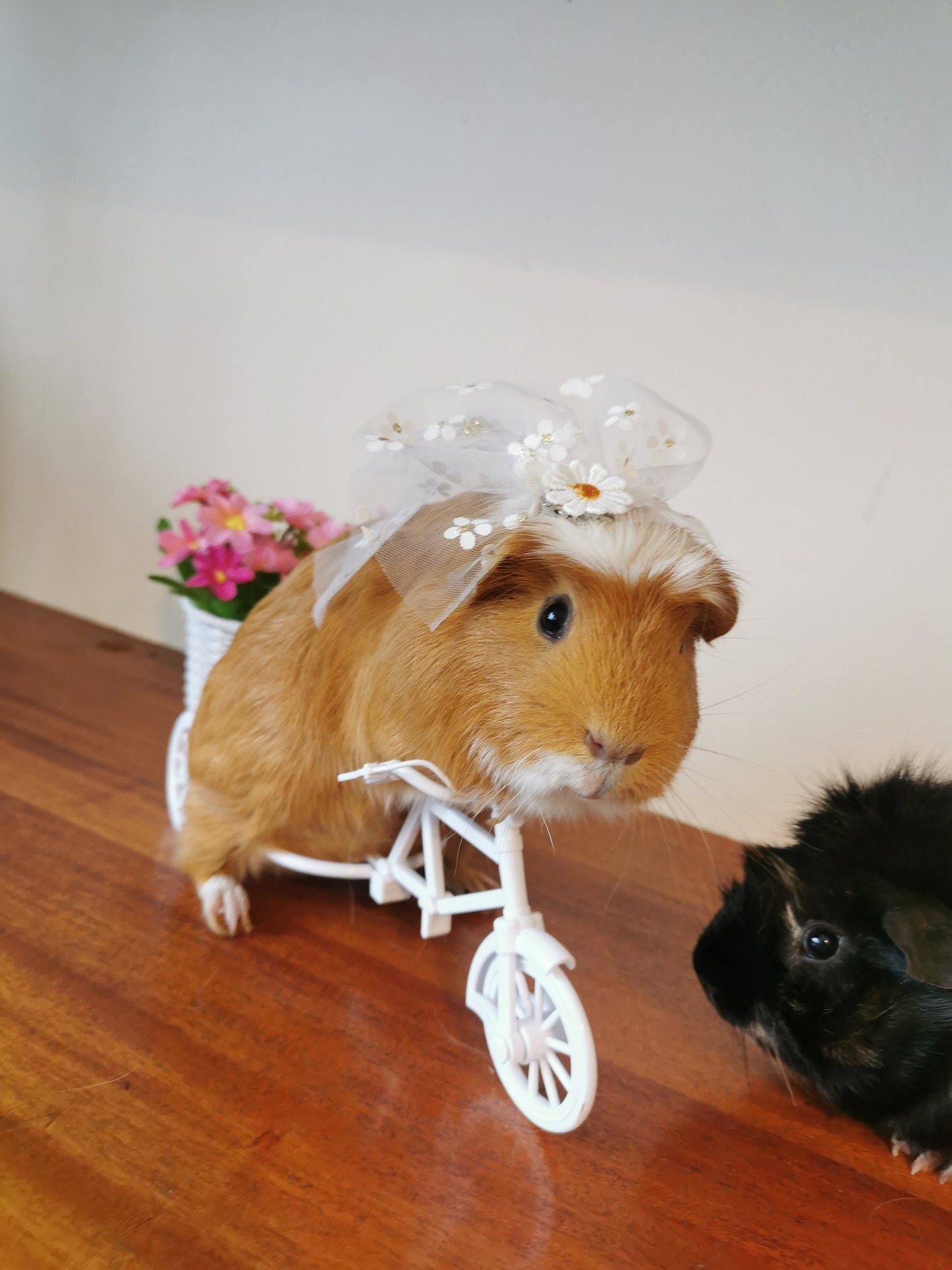 Guinea pig wedding costume small pet bride groom