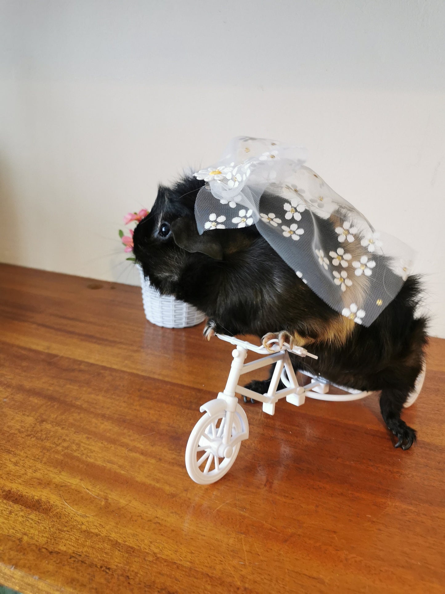 Guinea pig wedding costume small pet bride groom