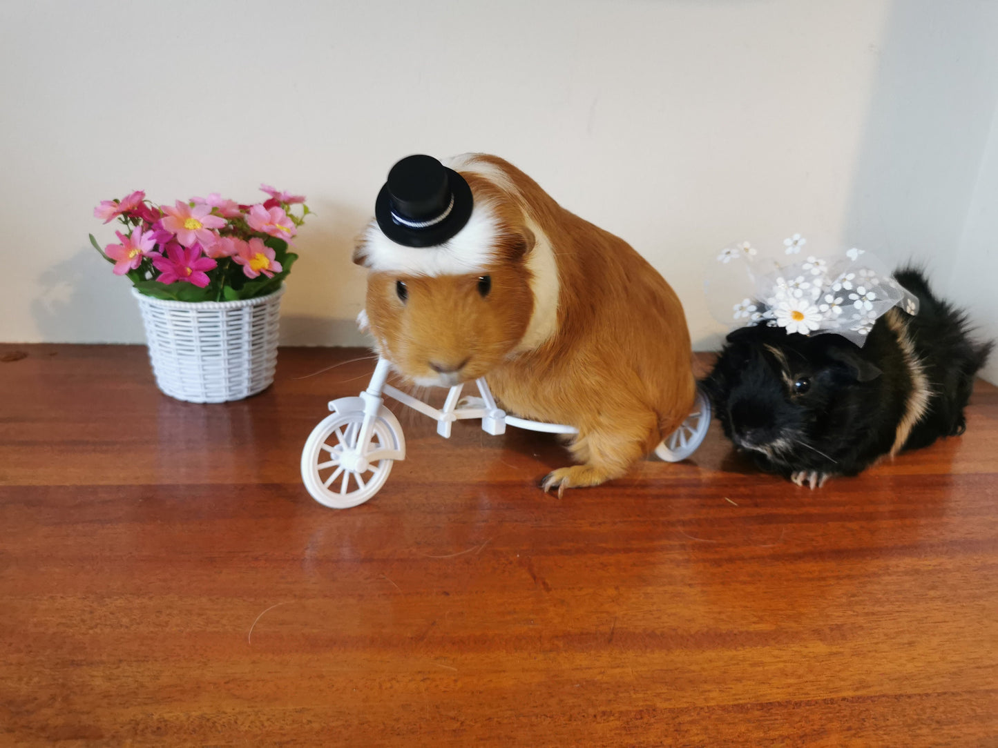 Guinea pig wedding costume small pet bride groom