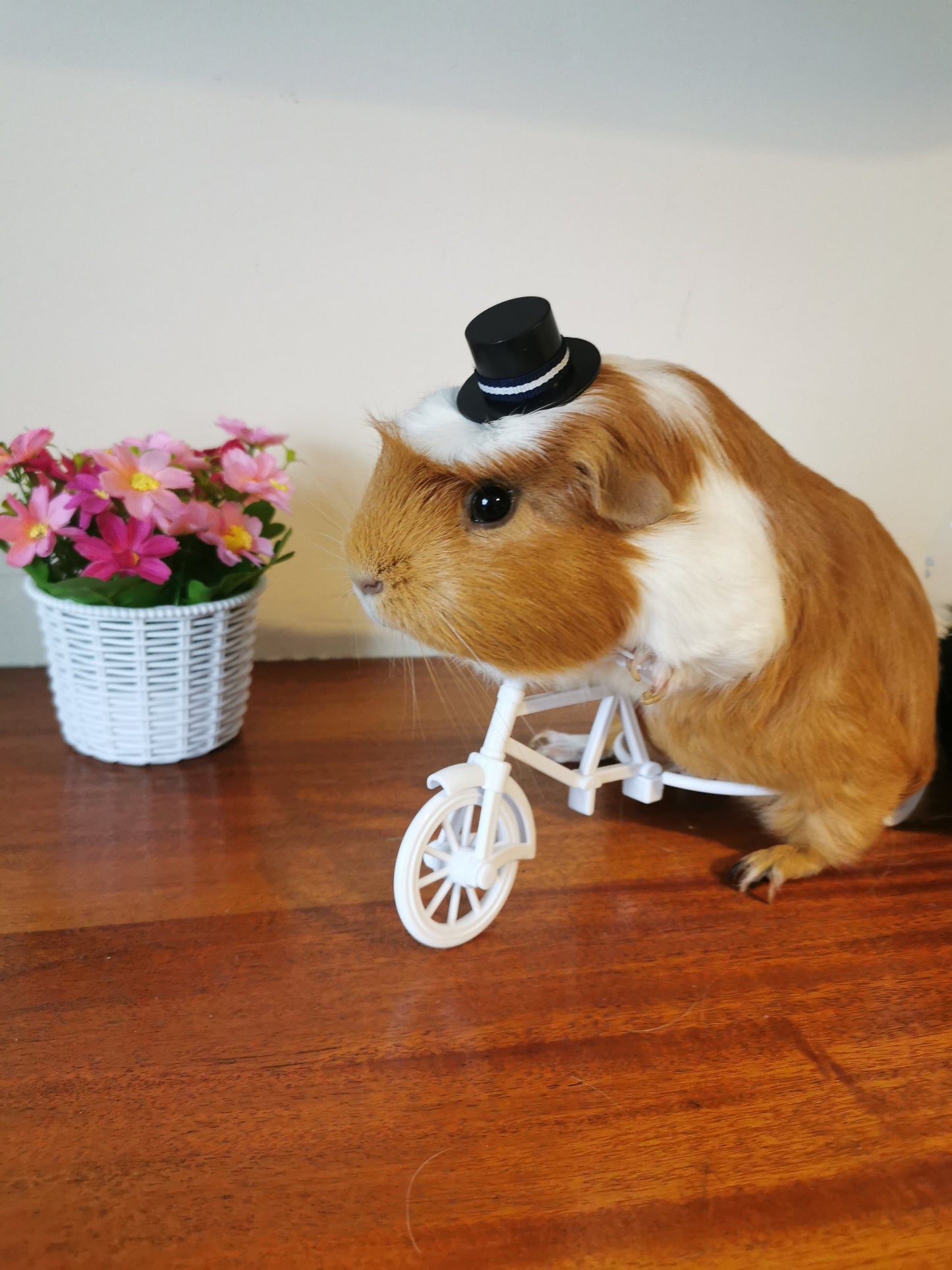 Guinea pig wedding costume small pet bride groom