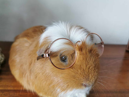 Pet Glasses Guinea Pig Cat Rabbit Animal Small Dog Smart Glasses