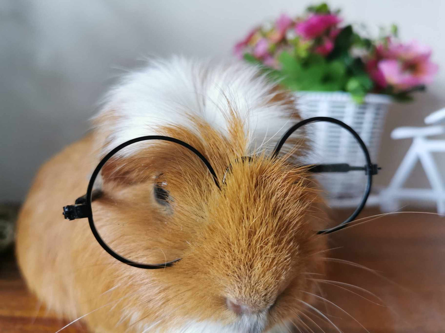 Pet Glasses Guinea Pig Cat Rabbit Animal Small Dog Smart Glasses