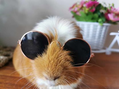 Pet Glasses Guinea Pig Cat Rabbit Animal Small Dog Smart Glasses