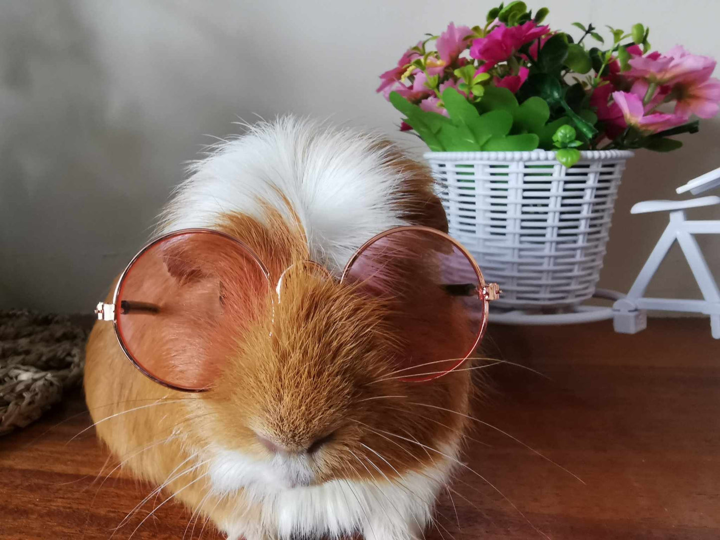 Pet Glasses Guinea Pig Cat Rabbit Animal Small Dog Smart Glasses