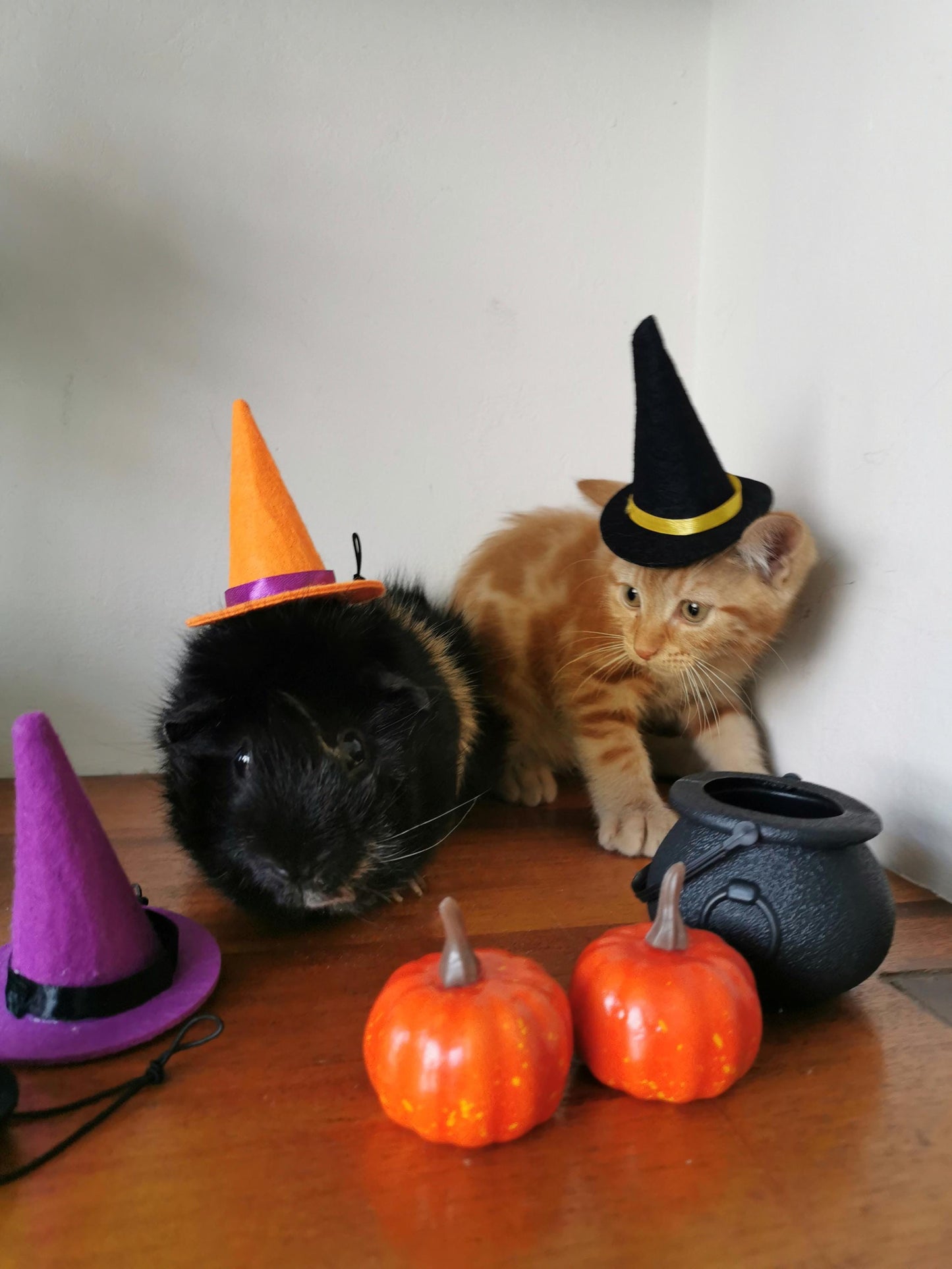 Small Pet Kitten Halloween Costume Hat and Cauldron