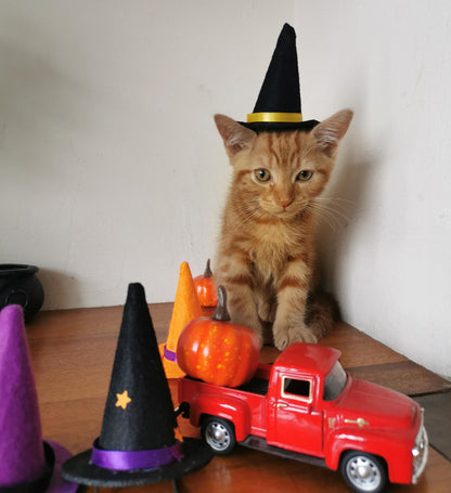 Small Pet Kitten Halloween Costume Hat and Cauldron