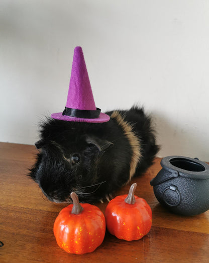 Small Pet Kitten Halloween Costume Hat and Cauldron