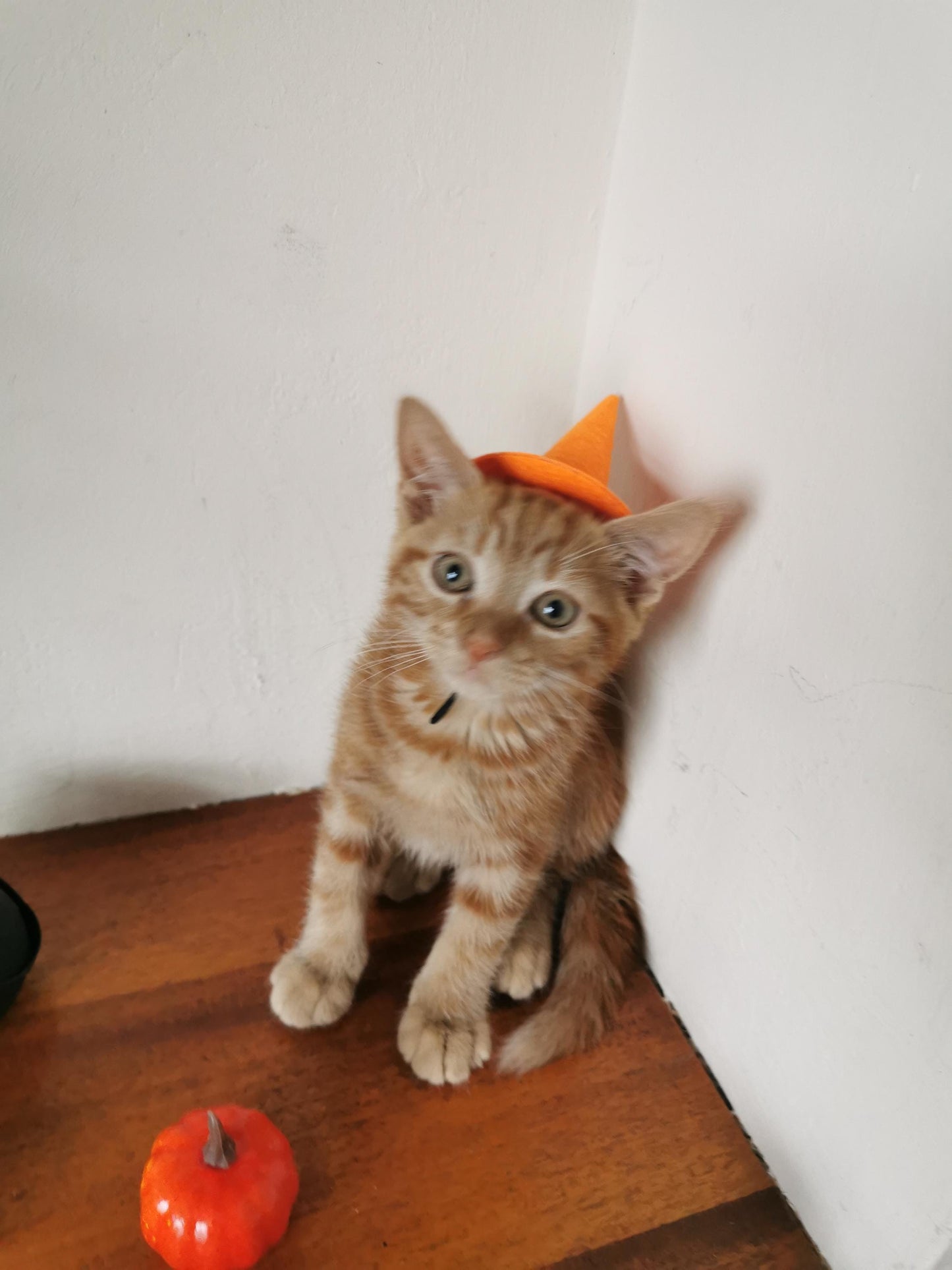Small Pet Kitten Halloween Costume Hat and Cauldron
